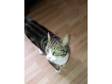 Tabby Cat Free To Loving Home