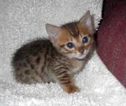 Energetic Bengal Kittens For Sale