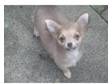 Beautiful Rare Blue/Cream Tiny Chihuahua girl pup.....