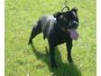 Pedigree KC Registered Staffordshire Bull Terrier Puppies in Preston,  Lancashire