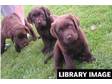 Labrador Puppies,  Chocolate & black,  bitches & dogs,  KC....