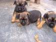Border Terrier PUPS. READY NOW..very cute only 3 boys....