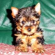 Teacup Yorkshire Terrier Puppies For Sale