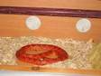 Corn Snake. Approx 3 year old,  3-4ft long,  beautiful....